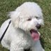 One Dog at a Time (@fridadracula) Twitter profile photo One Dog at a Time (@fridadracula) Twitter profile photo