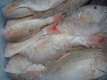 peixaria super joia a mais de 35 anos localizado no mercado de peixe em Santos