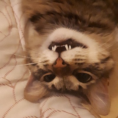 FeyreFeyra's profile picture. 