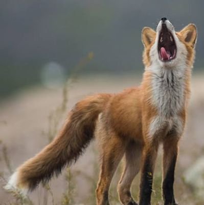 OldFoxHowls's profile picture. awakenalert@protonmail.com

Also, my account settings on twitter allow everyone to reach me via a Direct Message(DM).