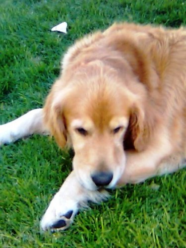 kevbot_13's profile picture. Robert better not get in my face......or i'll drop that mother fu$%er.