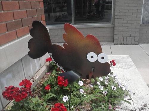 I'm a Cedar River carp, born during the 2008 flood. This Summer I sprouted wings and I'm on dry land! Try to find me, I may be hiding right in front of you...