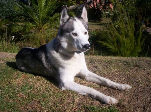 SiberianHusky4U's profile picture. We are experienced and responsible Siberian Husky breeders. Our puppies will be extremly well cared for and extensively socialised ...