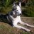 SiberianHusky4U's profile image