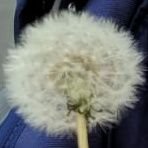 Wings82Paper's profile picture. 