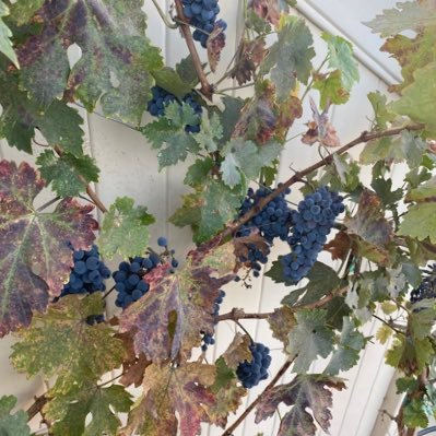 thevineyardat's profile picture. Enjoying my newly found passion for turning grapes to wine..and pairing with my favorite foods!