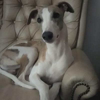 Italian greyhounds Duncan🌈June 2021 & Vanessa, whippets Digby & Clarissa. Mum loves all dogs music, ballet and literature