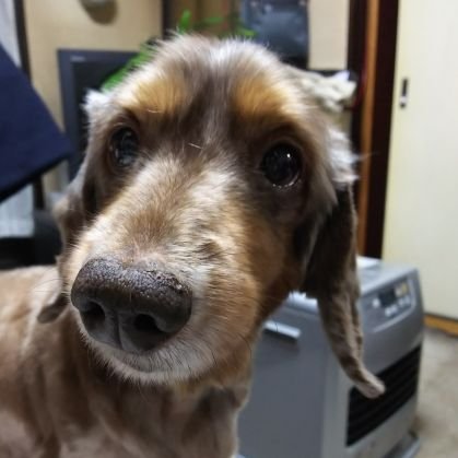 0814masak's profile picture. EXILEと特撮フィギュアとミリタリーが好きなオジさんです。愛犬はミニチュアダックスフンドの純一郎です。