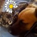 MadeinUruguay (@araucaria1) Twitter profile photo
