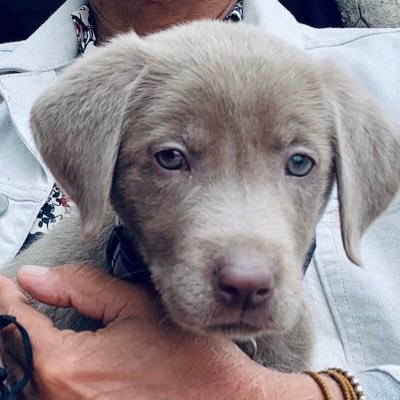 My name is Louie, I’m a silver Labrador puppy! Follow me! I’m in a puppy adventure with my Dad! My Dad copyrighted the pics! follow Instagram @louiethesilverlab