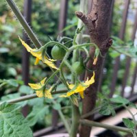 アラフォー農業はじめました👩‍🌾 (@satsumaimosuki7) Twitter profile photo