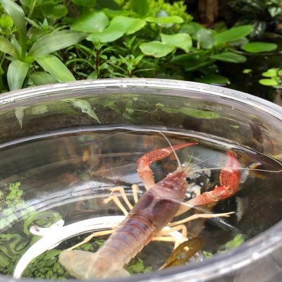 Greedy エビがザリガニをツマツマ Greedy エビがザリガニをツマツマ