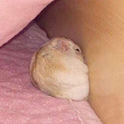 marranita311's profile picture. uwu