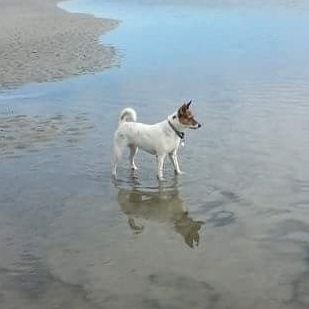 JPorkchop's profile picture. I'm a rescued, food motivated,  maniac, snarky & funny Jack Russell mix. I live with 2 other dogs Stewie & Gingerbread & 2 cats, Chloe & Prudie.