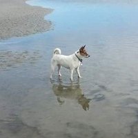 Julie Marie Porkchop (@jporkchop) 's Twitter Profile