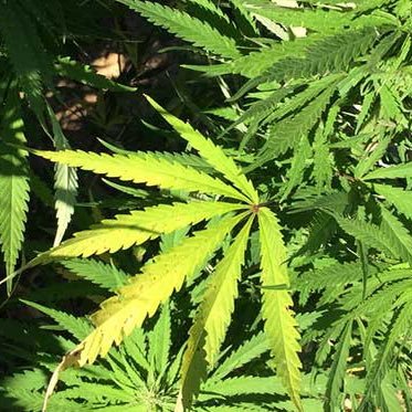 matrixboy's profile picture. 爱自由！