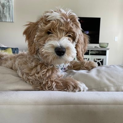 joeymaddie1's profile picture. #wearamask 😷 #peace #decency #compassion #kindness #vaccinate 💉 🌼🌼🌼🌼❤️❤️❤️🌼🌼🌼🌼