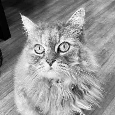 crazeecat's profile picture. wadevs ppl say i m, tts wad i'm nt...