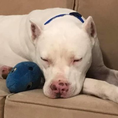 AbqAdoptables's profile picture. Promoting animal rescue and sharing adoptable dogs in the Albuquerque, NM area