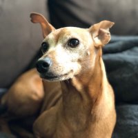 Sage Fox-Schaffer (@runswiftfox) 's Twitter Profile Photo Sage Fox-Schaffer (@runswiftfox) 's Twitter Profile Photo