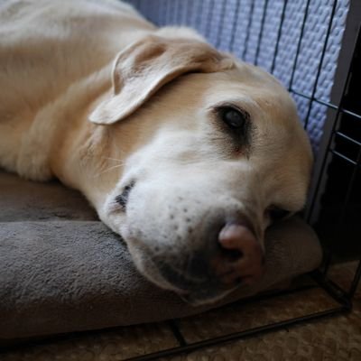 宝物は愛犬です🐾（♀）１８歳💖U^ｪ^U🐾❤💕💖
2023年1月28日お空へ🌈私の宝物。私の全てでした。。。一生懸命、生き抜いてくれました。。。。。自慢の娘です🐾
ディズニーと🏰
ライオンズが大好きです⚾🏏