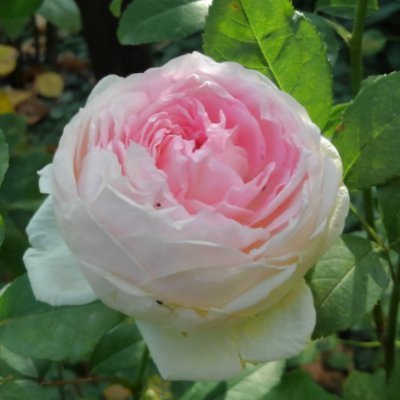 SLE(膠原病の全身性エリテマトーデス)と共によりよい人生を探りながら日々歩んでいます。日々是好日、一期一会が座右の銘です。
無言フォロー失礼します。