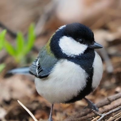 北海道、東北地方の野鳥や野生動物を中心に撮影しています。
I mainly shoot birds and animals in Hokkaido and Tohoku Japan.