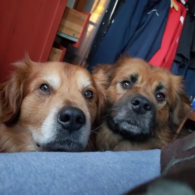 Learningtosayhello Profile