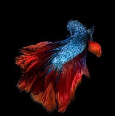 MrBoss89866246's profile picture. 