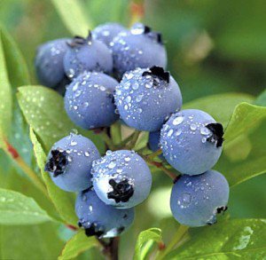 Spray Free Blueberries for sale in Northland, New Zealand. Come along and pick your own blueberries or see us at KeriKeri Farmer's Market on Sundays.