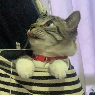 pinkusman's profile picture. Matemático