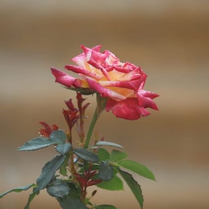 Withyoualways9's profile picture. supporting to oppressed voice