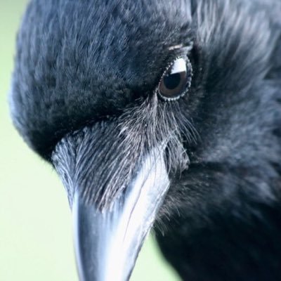 CrowMonthly Profile Picture