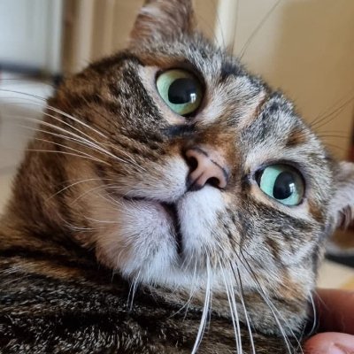 Qui peut me battre ?
Chadmin de Tu peux pas comprendre t'es pas un chat