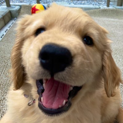 ゴールデンレトリバー アルフ 【21年3月10日オス】スーパーソニック香取/ぷぅやんちのぷぅちゃんと23年1月13日ゴルパピ誕生/夫婦とアルフと弟の4人家族👨👩🦰🐶👦