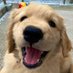 ALF (@alf_golden) Twitter profile photo ALF (@alf_golden) Twitter profile photo