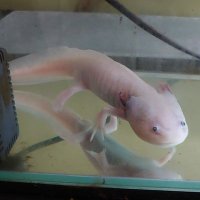 木更津高専 生物研究同好会(公式) - Student Society of Ecology (@namaken_nitkc) 's Twitter Profile