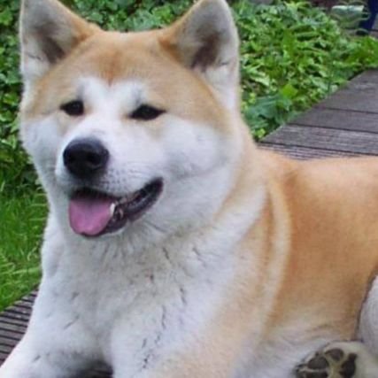 MFO8x0IIpleadho's profile picture. 