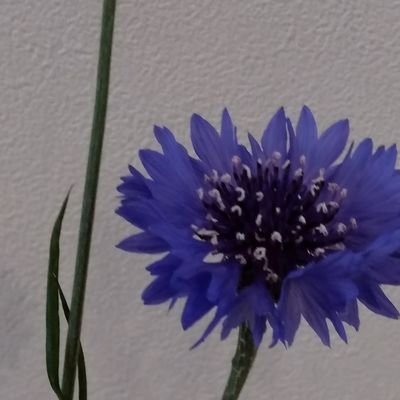 黒壁ガラス館のスタッフです😊ガラス館を中心にいろんなガラスを紹介して行きたいと思ってます。文章は堅めです👔
が、本人かなり緩いのでノンビリ行きたいと思ってます。