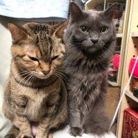 🎶とら🐈‍⬛こま🎶 (@love_nyata) 's Twitter Profile Photo