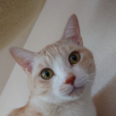 スペワロスがTwitterでいやされました。ありがとうございました。スペワのことはずっと忘れない。アイコンの子の名前は「ラッキー」です。