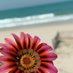 Soha Alshaer (@sohaalshaer) Twitter profile photo Soha Alshaer (@sohaalshaer) Twitter profile photo