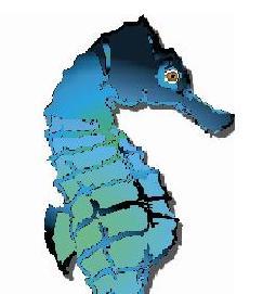 Quality snorkeling gear at low prices!