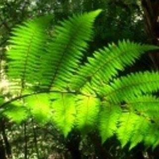 love nature, green leaves, blue sky, white clouds