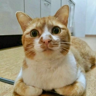 2014年9月に我が家に迎えた保護猫、茶白のめる😸びびりで超ツンデレの女の子、9歳（2014.7.25推定）😽 2021年９月に我が家に迎えた保護猫、黒猫のおーちゃん🐈‍⬛好奇心旺盛で遊び始めると止まらない2歳のふみちゅぱ大好き食いしん坊やんちゃガール（2021.7.7推定）🐈‍⬛ニャンズとの日常