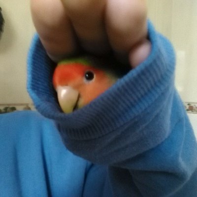 SoniaM256's profile picture. Me encanta mi Coco