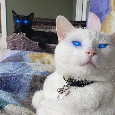 Forex trader turned Crypto believer. Meat eater, cat lover, music enthusiast!