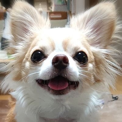 🌈2020年の1月産まれのチワワのもこです🐶 家族に迎え入れてから親バカ愛が止まりません❤️
もこさんと庭でつくる野菜の様子を綴りたいと思います😃
Twitter🔰なので、失礼あったらすみません💦
犬好きさんや、野菜つくりをしてる方と繋がれたら嬉しいです🌝🐾