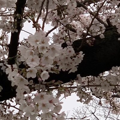 hanasaki_mk2's profile picture. 50歳を過ぎてから、DTM•テクノに目覚める| 機材好きオヤジ | FXトレード時々やってます