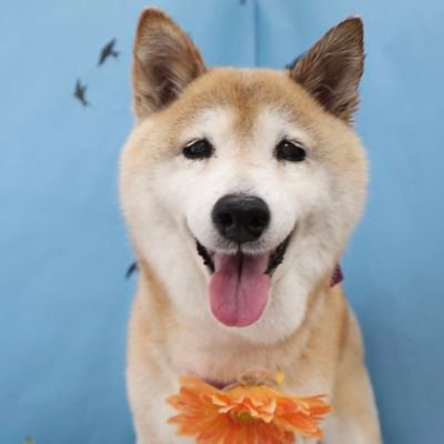 shibamaro111's profile picture. 柴犬 女子 17歳8ヶ月🌈　　　　　　　　　　　　　　　　　　　　
　　　　　　　　　　　　　　　　　　　　
　　　　　　ラーメン🍜パスタ🍝お肉🍖
お酒🍻動物大好き🐶🦁🦍🐼🐒
立®️111